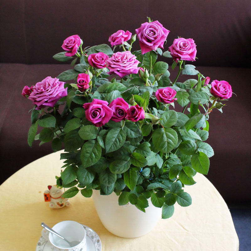 来自荷兰的迷你玫瑰,不要太美丽!