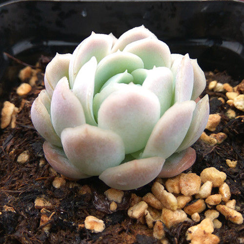 一折稀有花_日系冰梅 多肉植物花卉盆栽多肉绿植组合室内防辐射园艺