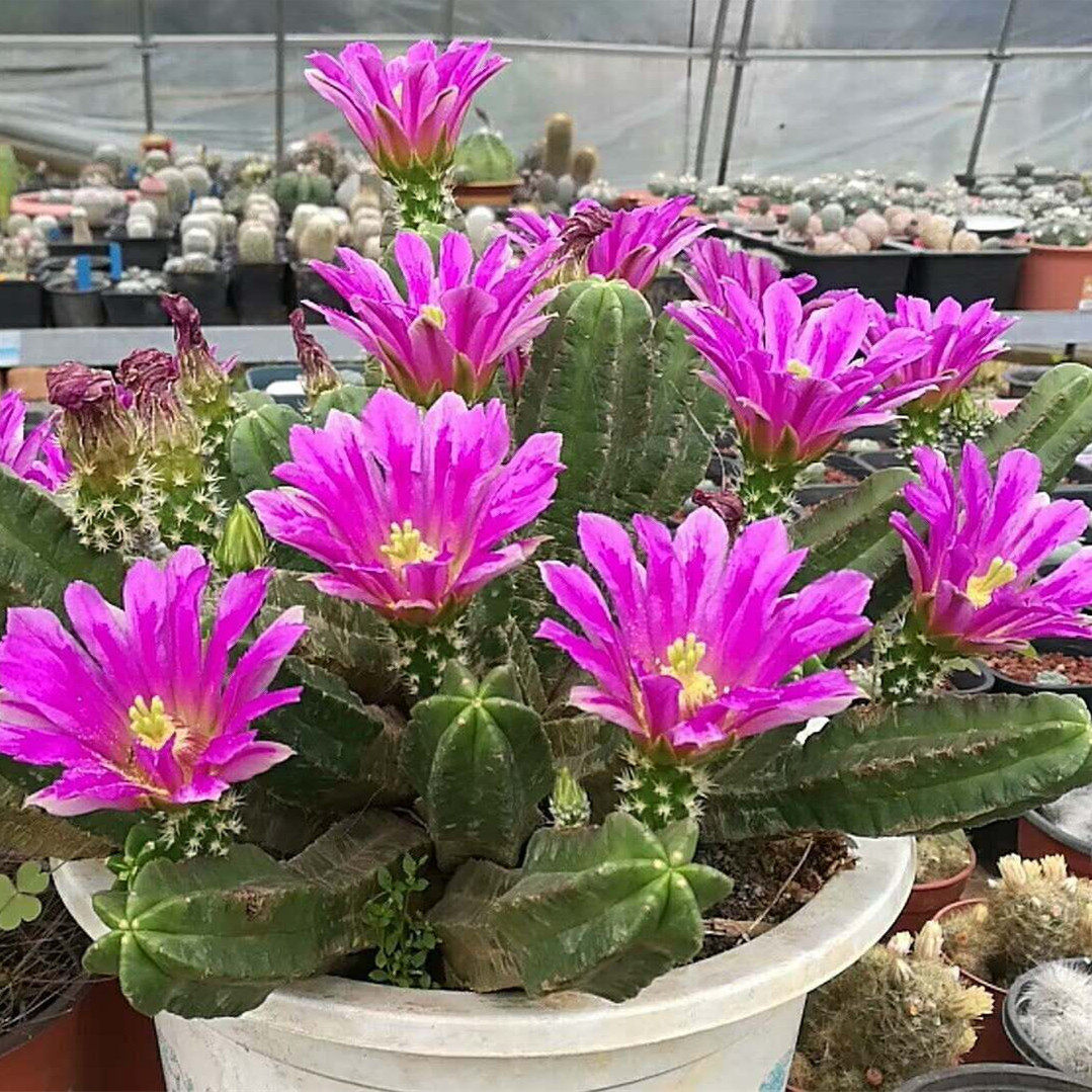 仙人球_仙人球【紫翠虾】鹿角柱属易养易开花多肉植物室内盆栽防辐射