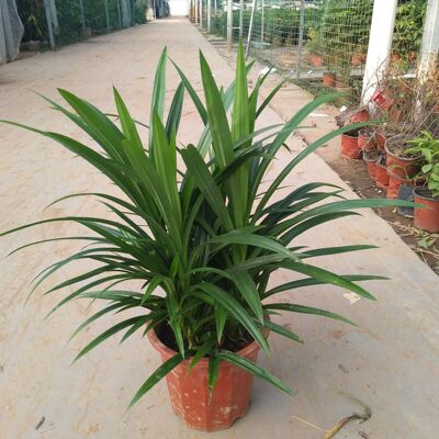 香兰盆栽苗 香兰叶苗 香兰花苗 七叶兰苗 斑兰叶苗 香林投苗 地栽