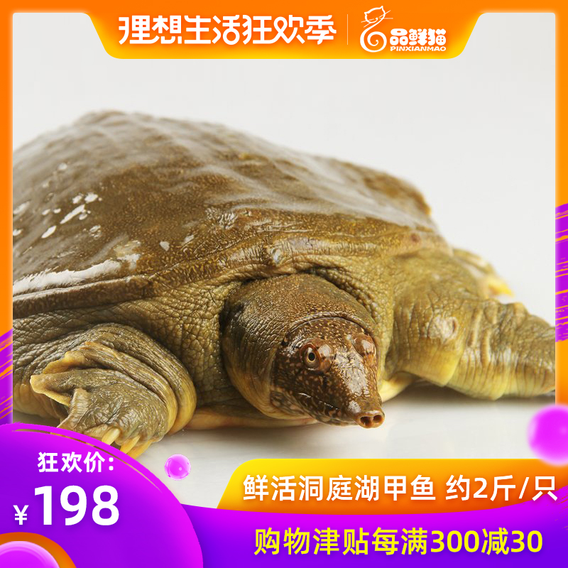 丁鱼汤鱼即食煲宝鳖汤汤水菜谱伙房含马甲王八银耳学校枸杞图片