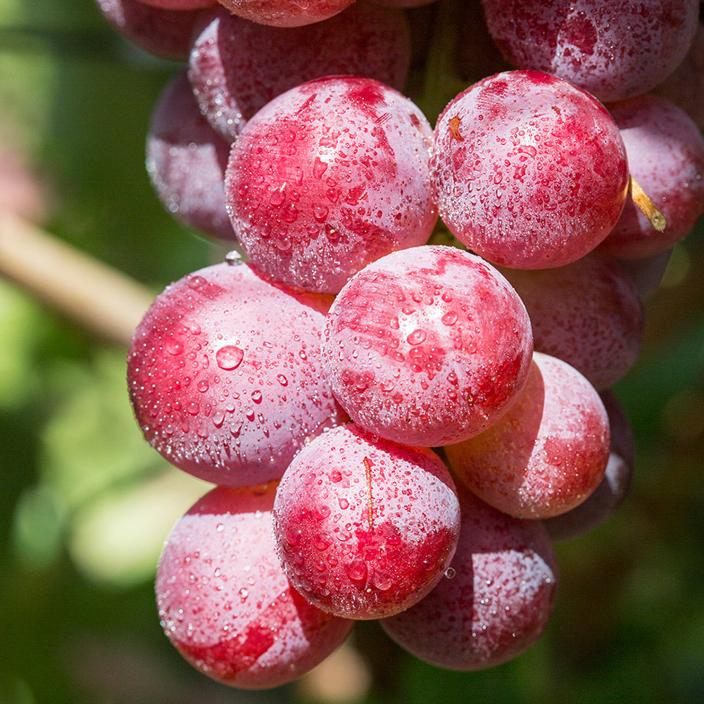 热销海葡萄 鲜_御海尚品 临泽县板桥镇红沟村新鲜水果红提葡萄提子现