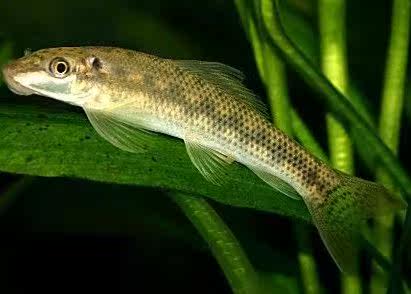 金苔鼠青苔鼠清道夫垃圾鱼反游猫清洁除藻工具鱼热带鱼观赏鱼活体