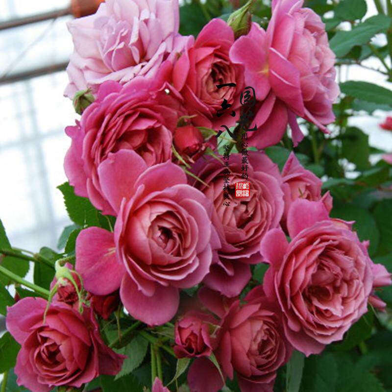 日月开花机器葵月季花多头品种