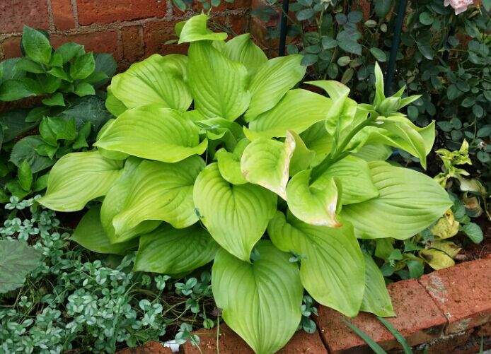 老河口市交行信用卡逾期还款后果【加#V信Q同