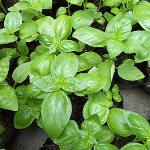 罗勒苗九层塔苗紫苏苗香草植物意大利甜罗勒香可食用香草苗