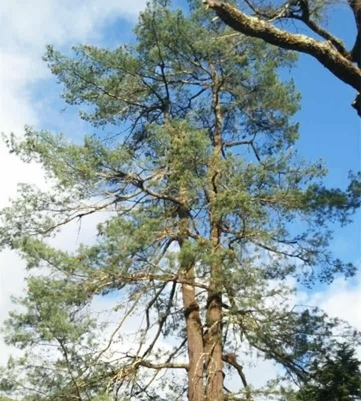 2019新鲜大凉山野生生松子坚果干松子非开口松包邮送夹子新货