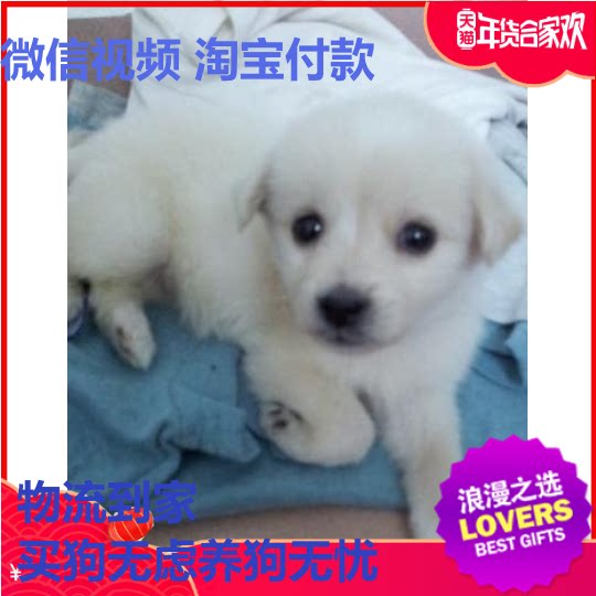 特价宠物活体 幼犬_狗狗活体幼犬串串混血儿宠物狗活幼体博美拉布拉多