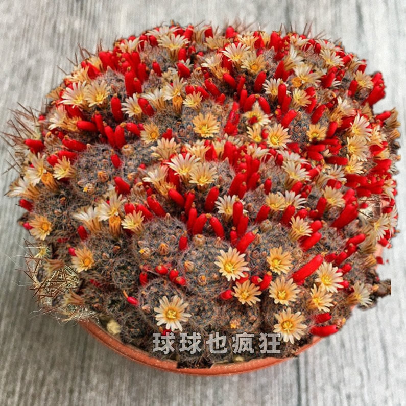 多头松霞 易群开群生 乳突属 多肉植物 实生仙人球优惠券