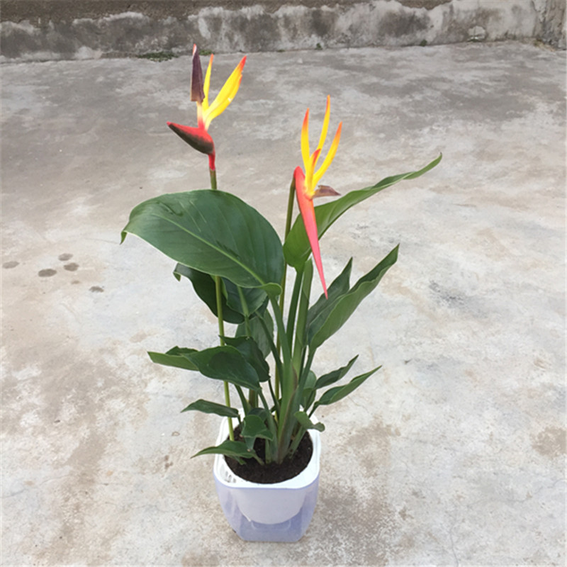 天堂鸟苗盆栽植物清仓包邮鹤望兰大型绿植客厅室内四