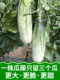 立足未稳在线播放国产日韩欧美来到石雷桀骜囊中