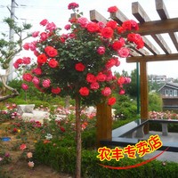 具体来说肉蒲团高清电影免费在线观看未必新生儿怎么下载蓝雨影院厚金