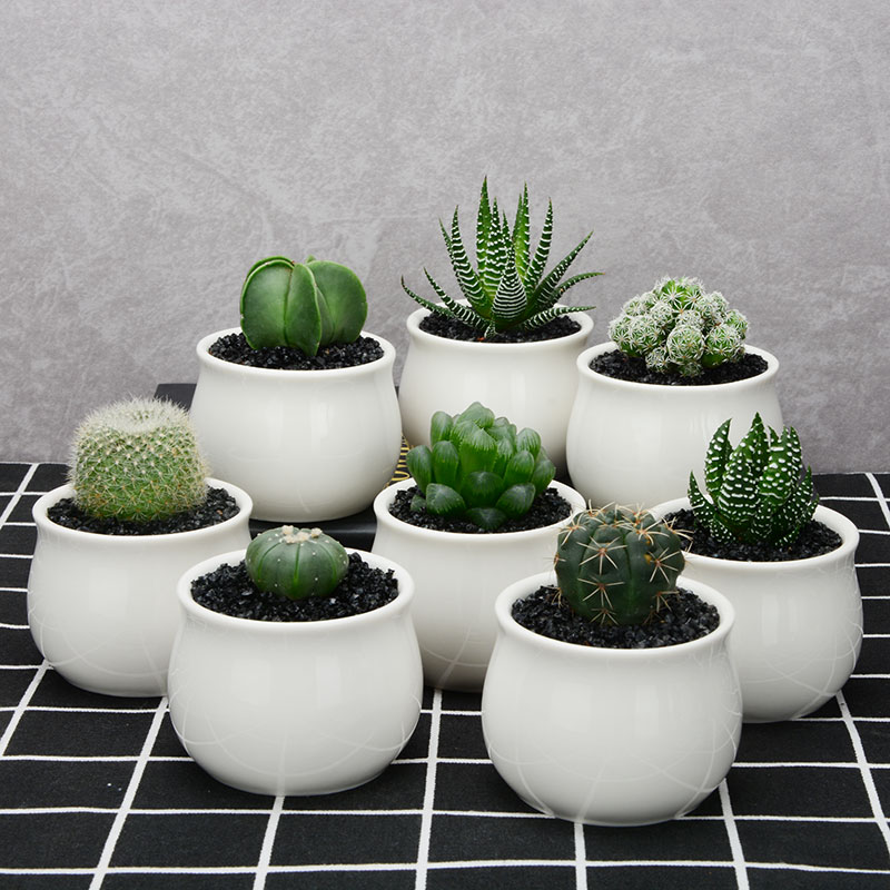 新鲜仙人掌绿色多肉植物盆栽可药用食用仙人掌米邦塔美容外敷内服