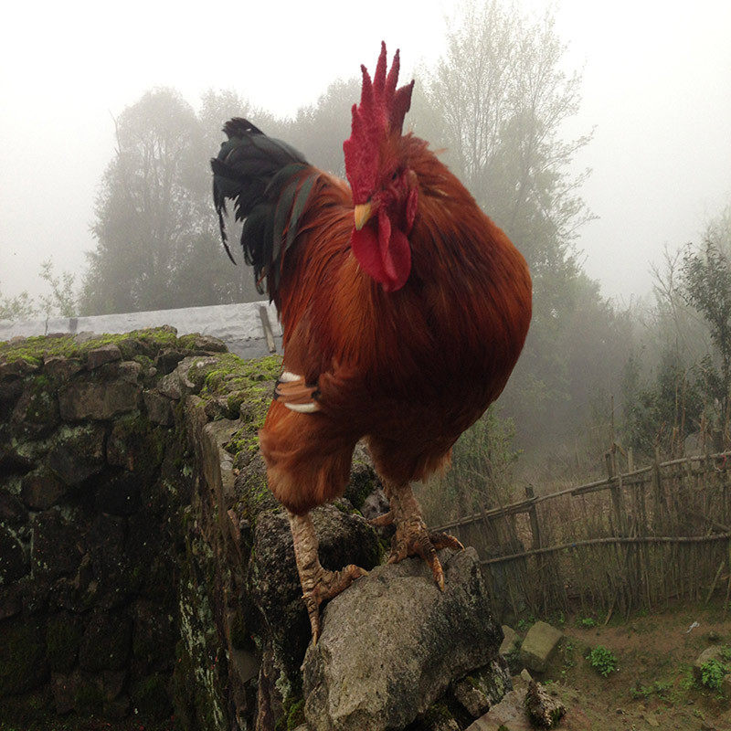 正宗土鸡_正宗清远鸡走地鸡农家散养太监鸡阉鸡 放养大公鸡自养土鸡