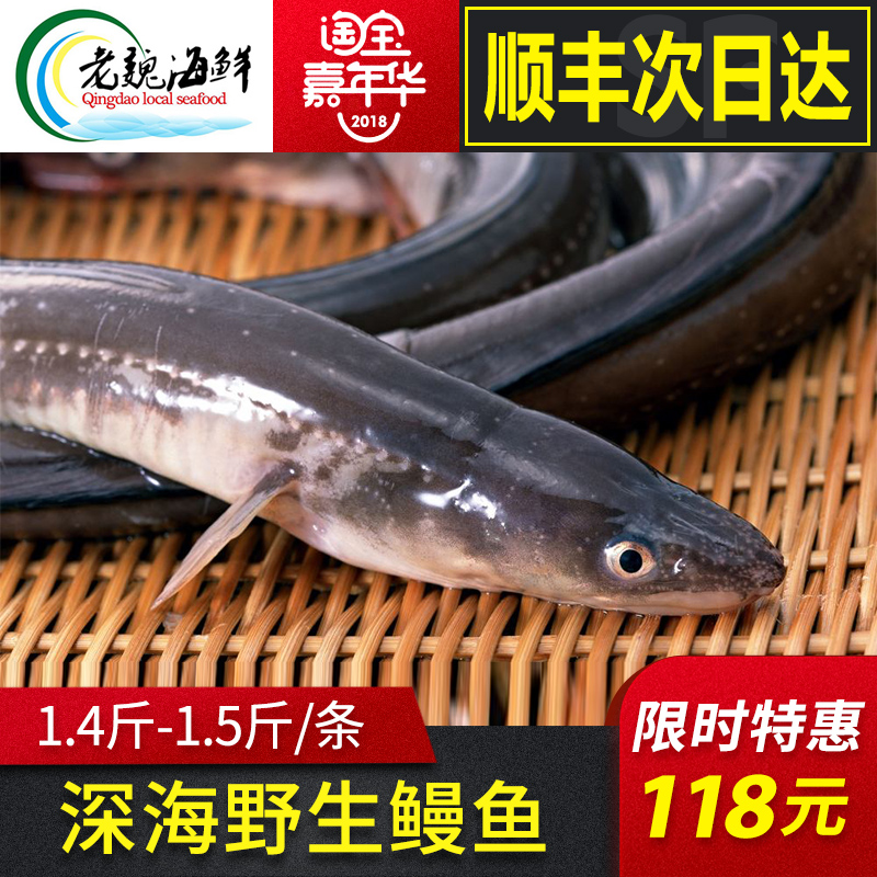 青岛野生海鳗鱼鲜活深海大白鳝海鲜水产肉质白嫩