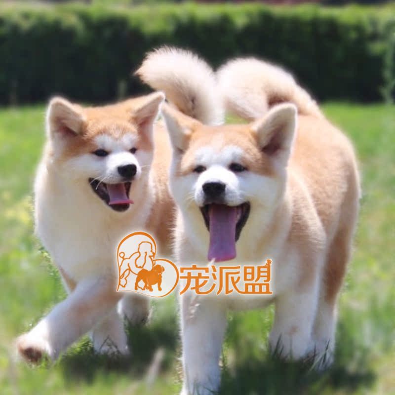犬舍出售日本秋田犬纯种幼犬活体 家养中小型宠物狗狗 赛级双血统