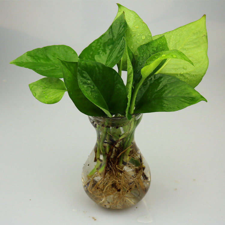 水培土大叶绿萝盆栽吸附甲醛净化空气绿植室内办公室植物包邮