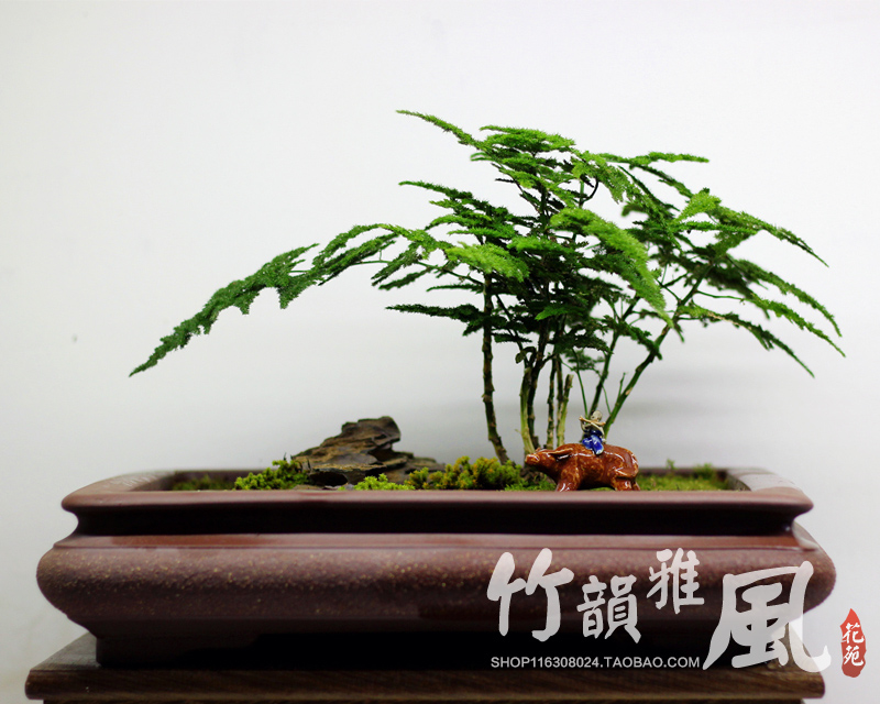 云松竹盆景51号【精品紫砂盆 花 奇石 摆件】矮生文竹球 云竹盆景
