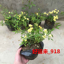 【十里香 花】_十里香 花图片_价格_一淘网