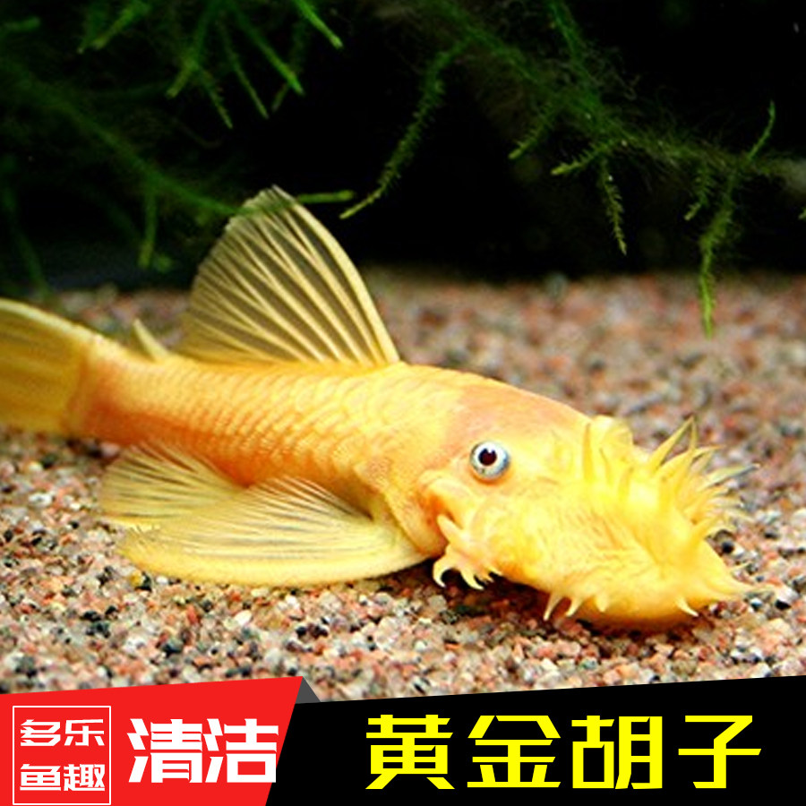 清道夫黄金白鼠熊猫珍珠鼠花鼠清洁鱼观赏鱼热带鱼宠物 鱼 活体