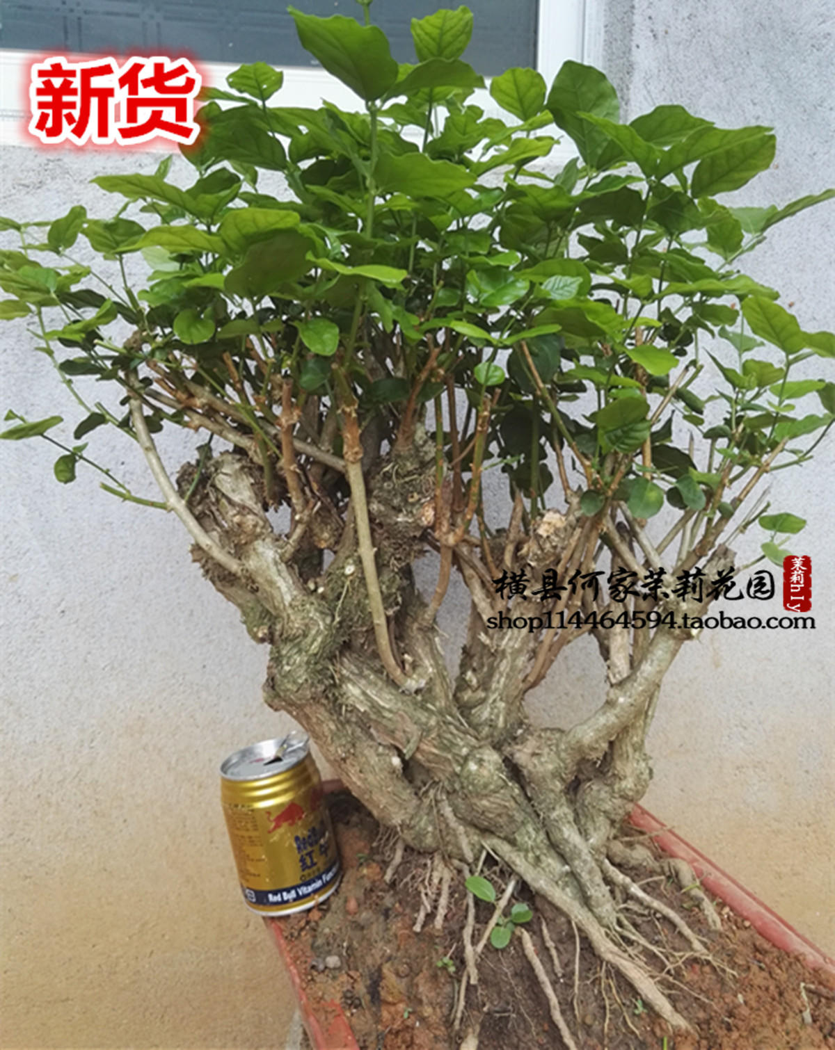 包邮双重瓣茉莉花老桩老根茉莉花苗盆景室内阳台绿植当年开花