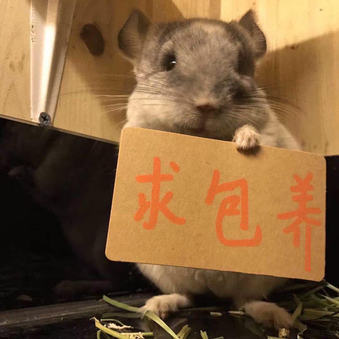 猫活体 幼猫_【终生包活】龙猫活体 银斑色龙猫幼猫拇指【全国包邮】