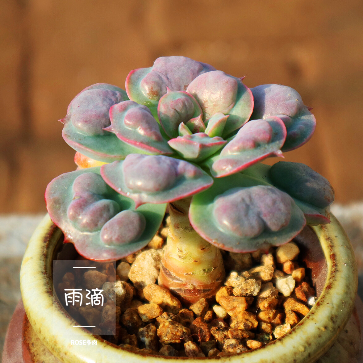 热销chanel154_雨滴 群生 老桩 多肉植物 一物一拍 【rose多肉花园】a