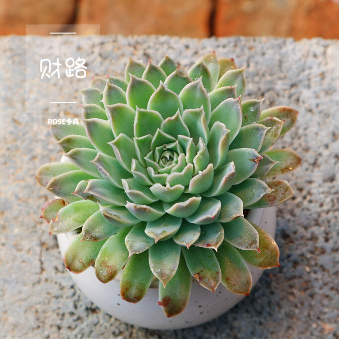 赫拉147_财路 多肉 多肉植物 一物一拍【rose多肉】a147优惠券