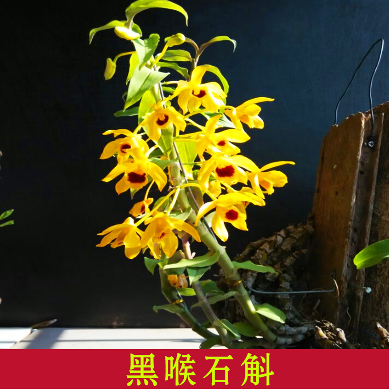 一折石斛兰_黑喉石斛 精选石斛苗兰花卉绿植盆栽吊兰花窗台庭院附生兰