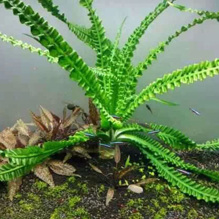 水草的种植方法和配置教你渡过新手期