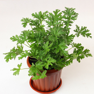 特价盆栽驱蚊草盆栽室内 夏季花卉植物花草办公室客厅阳台防辐射