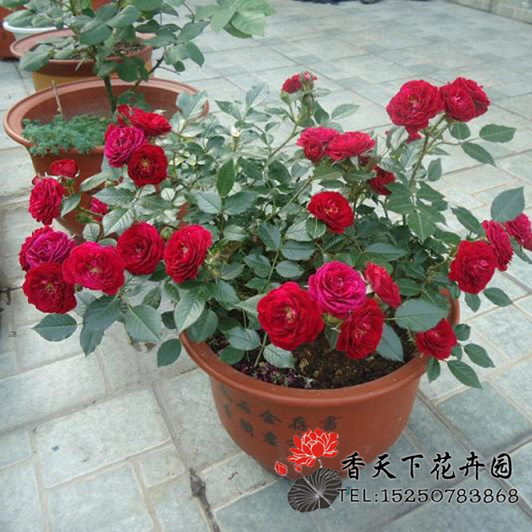 无条件的爱欧月微型月季阳台盆栽月季花四季玫瑰