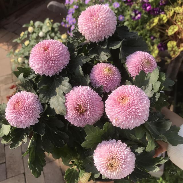 乒乓菊球菊 菊花 盆栽大苗多年生好养实物拍摄带花发货