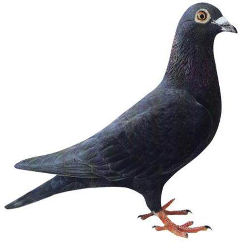 鸽子活体 一对_散养赛鸽黑色鸽子成年种鸽肉鸽观赏鸽黑金刚信鸽幼鸽