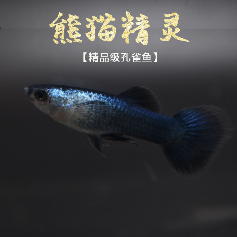 特价小熊猫活体_熊猫莫斯科 纯种莫斯科蓝小熊猫体精灵孔雀鱼胎生鱼
