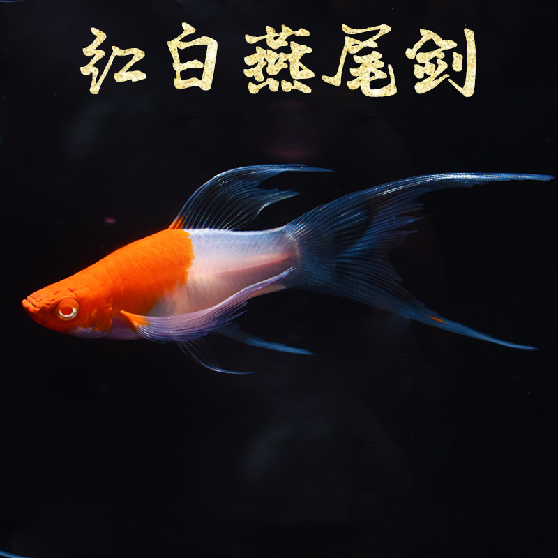 特价热带鱼 小型_红白琴尾剑 燕尾剑活体双剑鱼观赏热带鱼红剑鸳鸯剑