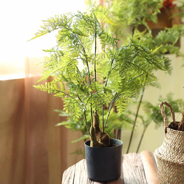  桫椤树蕨类植物盆景