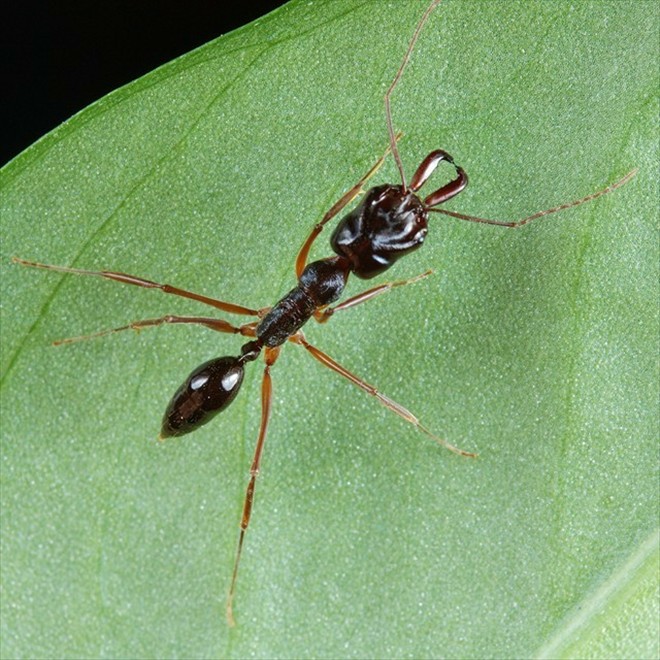山大齿猛蚁odontomachus monticola