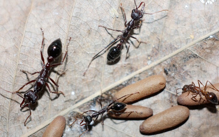 弗菲卡特牛头犬蚁myrmecia forficata 宠物蚂蚁活体