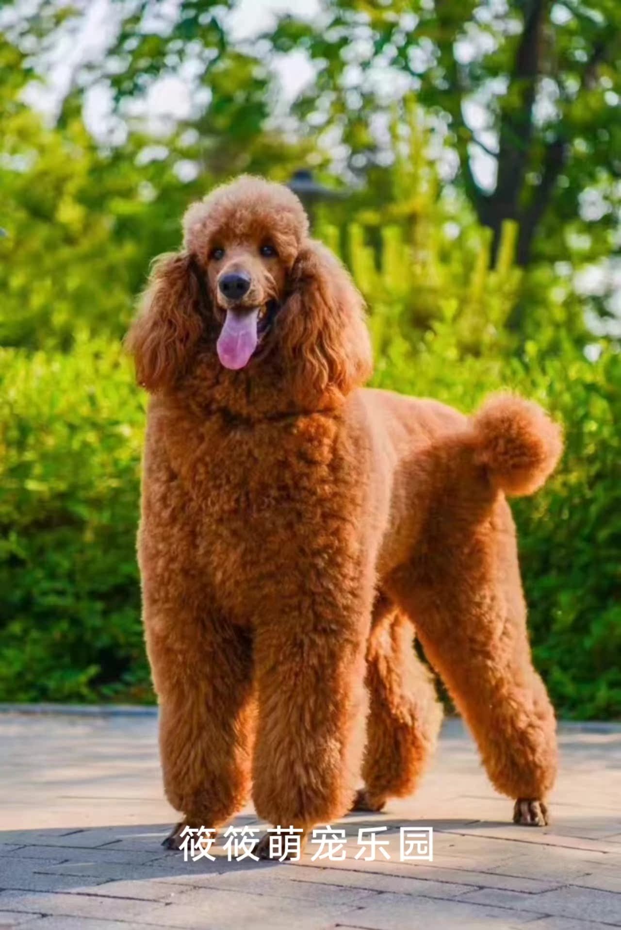 巨型贵宾犬 幼犬_纯种巨型贵宾犬幼犬大型泰迪犬活体宠物狗巨贵犬贵妇