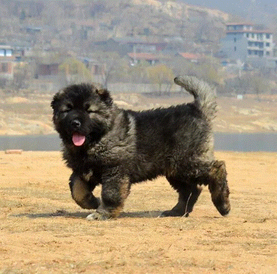 宠物狗活体 巨型_纯种狗狗活体幼犬双血统高加索无偿领养大型犬宠物