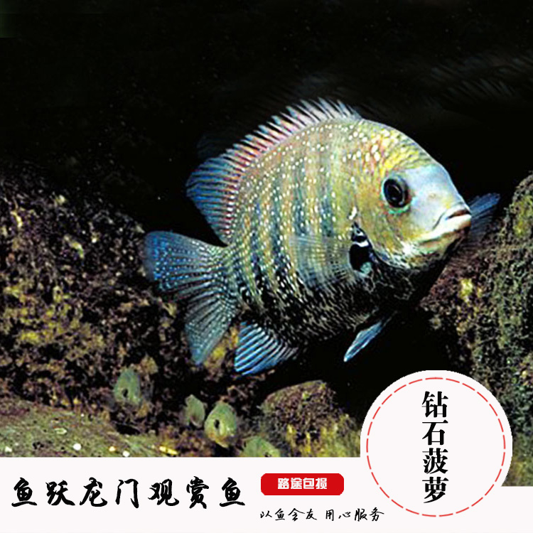 进口价淡水热带观赏鱼食土鲷钻石菠萝鱼宠物鱼钻石菠萝鱼活体包活