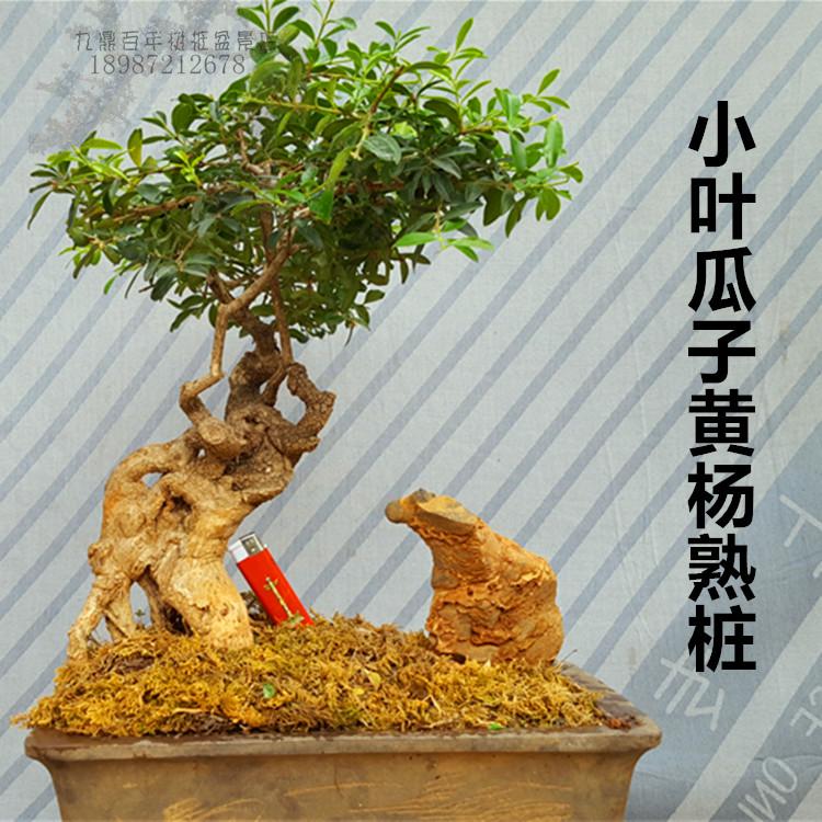 绿植园艺小叶黄杨盆景树苗珍珠黄杨树老桩盆景植物下山桩多肉包邮