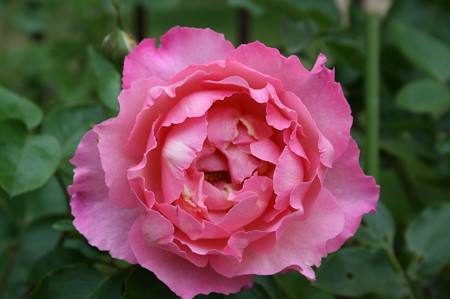 欧月 切花 伊芙系列品种 伊芙新娘 月季花苗,四季循环开花_7折现价5.