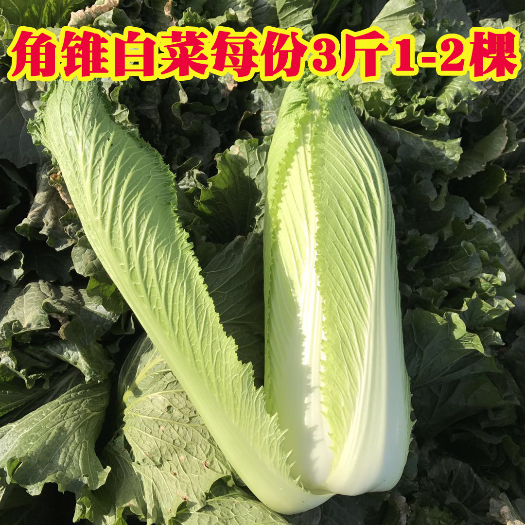 角锥白菜 包尖白菜 新鲜蔬菜大白菜一至两颗每份3斤
