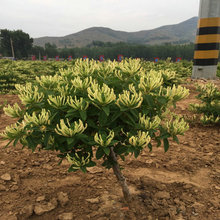 【金银花盆景树桩苗木】_金银花盆景树桩苗木