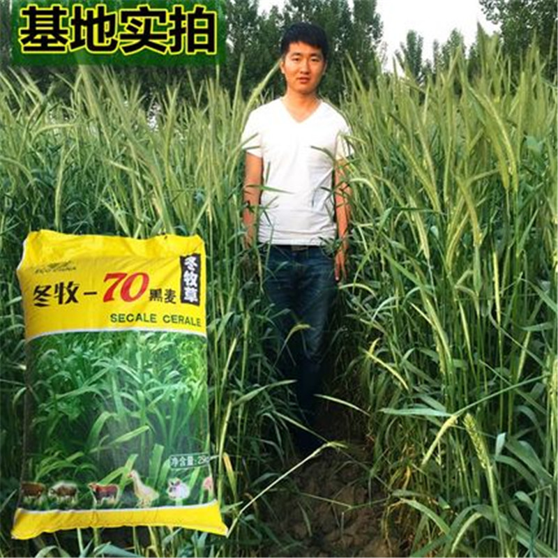 冬牧70黑麦草种子 耐寒高产牧草种子猪牛羊鸡鸭鱼兔草籽