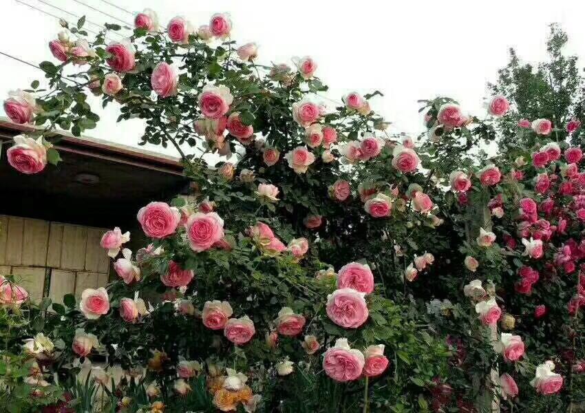 树状月季花苗盆栽植物室内带花大花浓香四季庭院瑞典女王树桩爬藤