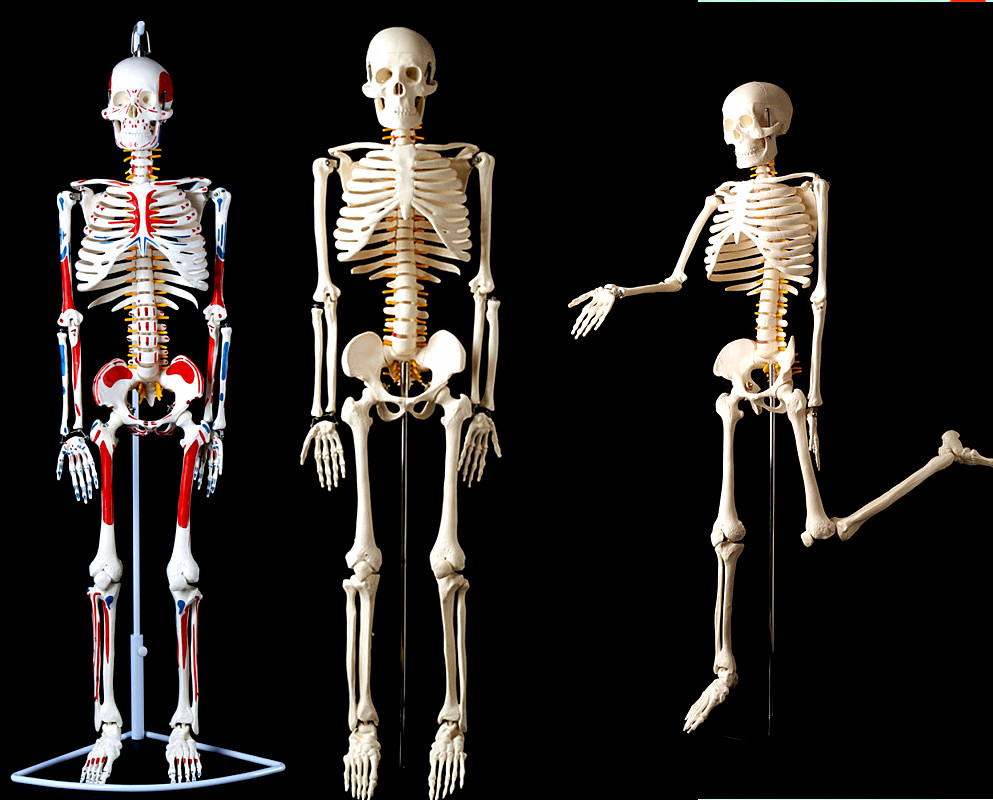 人体骨骼卡通画 人体骨骼卡通画图片分享