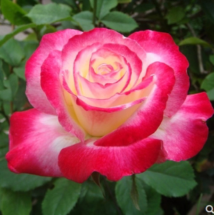 红双喜灌木月季玫瑰花苗双色大花浓香型庭院四季开花抗病带花发货